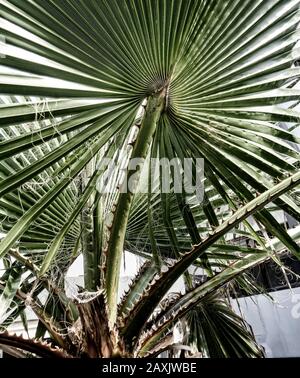 Natura abstract di palme fronde contro un cielo limpido, Madeira, Portogallo, Unione europea Foto Stock