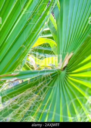 Natura abstract di palme fronde contro un cielo limpido, Madeira, Portogallo, Unione europea Foto Stock