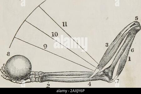 Anatomia umana e comparata, fisiologia e igiene. Re prodotto dall'azione dei muscoli. (Figg. 94, E.) D. come sono diretti i movimenti ? Che cosa produce gli allmovements? MUSCOLI* 270. I muscoli sono composti da Jibres, fasci-a, e tendini. (Fig. 89.) D. Di che cosa sono i muscoli composti 1 271. Le fibre sono i fili piccoli che compongono lo zio. Questi formano il rigonfiamento, o pancia, del muscolo.(Fig. 89.) Q. Definire la fibra. Che cosa formano? * Illustrare questa lezione utilizzando maiale magro, bollito o il drumstickof a fowl, con diagrammi di contorno e la lavagna nera. (Vedere Preface.) MUSCOLI. 113 272 Foto Stock