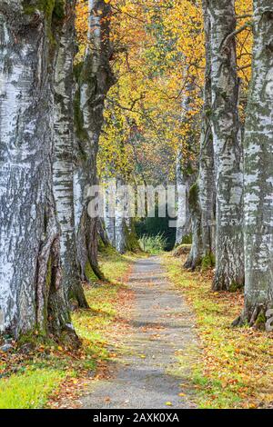 Vicolo di betulla in autunno a Bad Heilbrunn, alta Baviera, Baviera, Germania, Europa Foto Stock