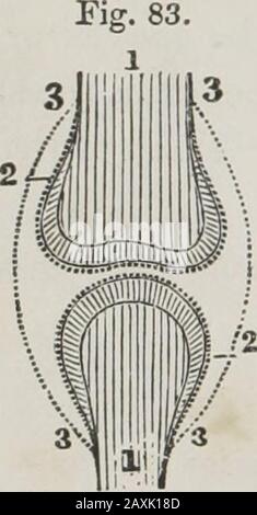 Anatomia umana e comparativa, fisiologia e igiene. LL della schiena.(Fig. 81.) D. Qual è la prima osservazione relativa alle ossa dei bambini?la seconda ? Il terzo 1 il quarto? REVISIONE. 260. Anatomia ) 261. Fisiologia ? Della Composizione di Bones. 262. Igiene ) Rinnovo Per Domande. Che dire del periostio ? di felonsand piaghe di febbre? Che cosa potete dire della composizione delle ossa?state gli esperimenti. Che cosa potete dire dei vestiti e dei sedili forchildren? Revisione per argomenti. Dare la composizione delle ossa, la loro fisiologia, la loro igiene. Lezione XXIV. 263. Per fissare Foto Stock