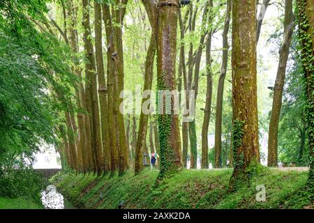 Francia, Indre et Loire, Valle della Loira elencati come Patrimonio Mondiale dall'UNESCO, Chenonceaux, Chateau de Chenonceau Parco e giardini, grande viale d'onore Foto Stock