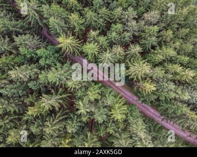 Veduta aerea di una strada nel mezzo della foresta in germania in una giornata di sole Foto Stock