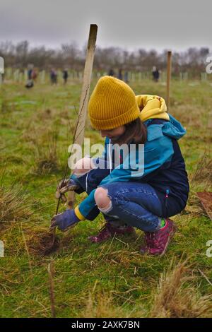 Volontariato infantile lavorando con comunità clima e ambiente azione gruppo piantare alberi per creare un nuovo bosco. Devon Regno Unito Foto Stock