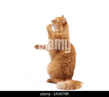 adulto lanuginoso gatto rosso si siede sulle gambe posteriori, zampe anteriori tira in su, animale siede lateralmente e isolato su uno sfondo bianco Foto Stock