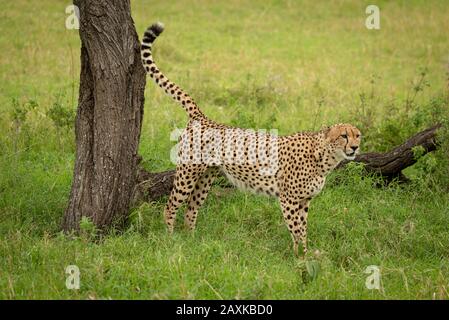 Il ghepardo maschile segna il territorio contro il moncone degli alberi Foto Stock