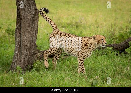 Il ghepardo maschile segna il territorio sul ceppo degli alberi Foto Stock