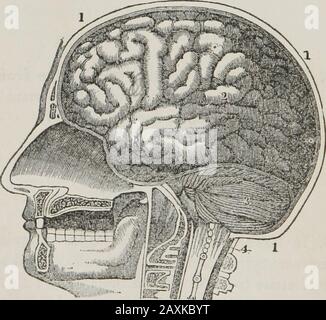 Anatomia umana e comparativa, fisiologia e igiene su ogni parte del corpo. (Fig. 59.) D. Qual è l'argomento del capitolo I. Parte II 1 lezione XIV. 153. Nei grandi alberghi, non sarebbe conveniente che i guardaboschi occupassero le stanze per salire e scendere i voli separati delle scale per far conoscere i loro desideri; Quindi, da una stanza chiamata l'ufficio, fili o tubi passano ad allgli appartamenti della casa, con cui i messaggi sono sent.So nel sistema umano troviamo un bel domo-shapedoffice, dove una grande quantità di lavoro è clone. Questo busyworkshop è il cervello, e i suoi errani sono trasportati attraverso- Foto Stock