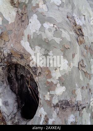 Grande buco nel tronco di albero nel sole invernale di Madeira astratto natura fotografia Foto Stock