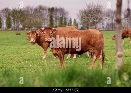 Mucche marroni pascolano su un campo in Normandia Francia Foto Stock