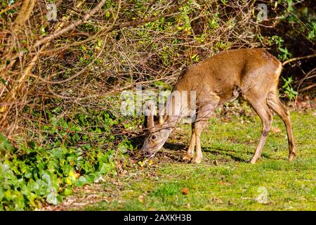 Fauna urbana: Un capriolo maschio (Capreolus capreolus) con corna di velluto pascolano nel sole invernale in una giornata di sole in un giardino nel Surrey, Regno Unito Foto Stock