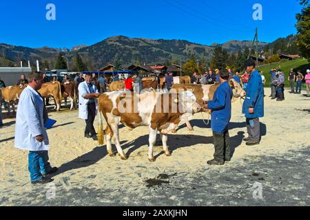 Swiss Fleckvieh, presentazione di un giovane toro alla fiera della cooperativa di allevamento del bestiame, Lauenen, Canton Berna, Svizzera Foto Stock