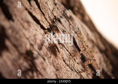 Eublepharis macularius, un geko comune nella Repubblica Dominicana. Foto Stock