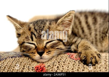 Animali, cat, orecchio, emozione, vuota espressione, occhi, giovani, domestici, animale domestico, il gatto domestico, gatti domestici, natur, la fauna selvatica, Foto Stock