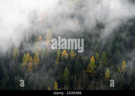 Nebbia autunnale sugli alberi nei boschi, Dolomiti, Trentino-Alto Adige, Italia Foto Stock