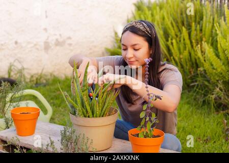 donna in casa giardino rimuovere foglie morte di aloe vera pianta Foto Stock