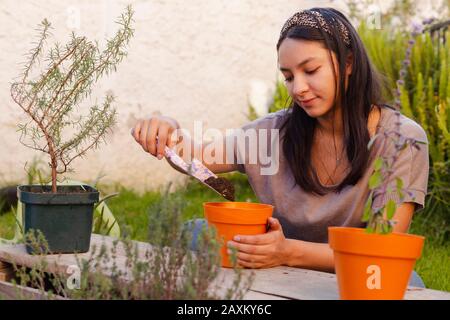 Donna ispanica con utensili da giardinaggio che si prendono cura e lavorano nel suo giardino di erbe aromatiche Foto Stock