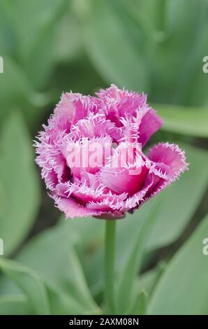 Viola frangia tulipani closeup viola. Tulipano viola con frange viola in fiore in giardino Foto Stock