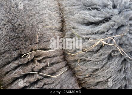 Tessitura di pelliccia di pecora con fieno Foto Stock