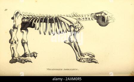 Megatherium Americanum scheletro da zoologia generale, o, Sistematica storia naturale Parte i, da Shaw, George, 1751-1813; Stephens, James Francis, 1792 Foto Stock