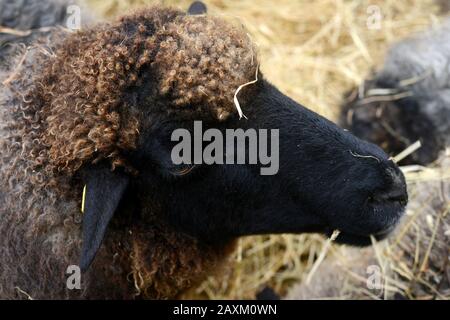 Una pecora con una testa nera e con capelli ricci che mangiano nella stalla Foto Stock