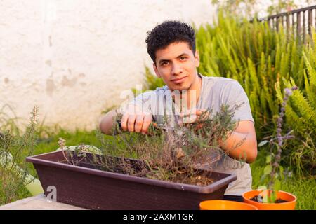 Uomo ispanico che lavora nella potatura del giardino e nella cura della pianta del rosmarino Foto Stock