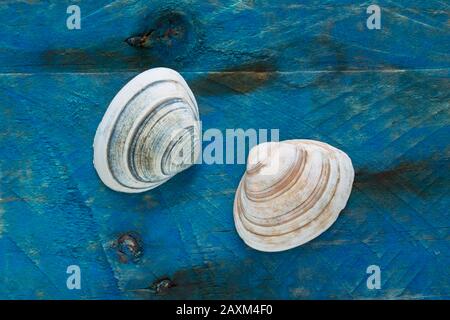 Due spesse Conchiglie Di Trogolo, Spisula solida, hanno trovato beachcombing esposto su un pezzo di driftwood dipinto di blu. Dorset Inghilterra GB Foto Stock