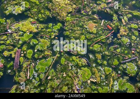 La fioritura delle alghe e l'inquinamento dell'acqua da sovra fertilizzazione al lago Kochelsee in Baviera Foto Stock