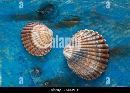 Due gusci di gallina trovati beachcombing visualizzato su un pezzo di driftwood che è stato dipinto di blu. Dorset Inghilterra GB Foto Stock