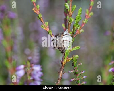 Lynx ragno, Oxyopes ramosus, femmina, seduto sul suo bozzolo Foto Stock