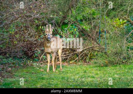 Fauna urbana: Un capriolo maschio (Capreolus capreolus) con corna di velluto si trova in un giardino suburbano posteriore a Surrey, Regno Unito in inverno Foto Stock