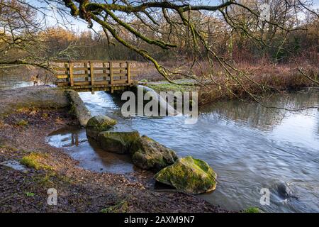 Stagni di Cannop nella Foresta di Dean, Gloucestershire. Foto Stock