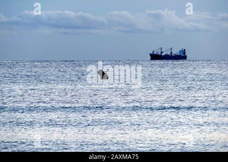 Freighter sul mare vicino Alcudia, Maiorca, Isole Baleari, Spagna Foto Stock