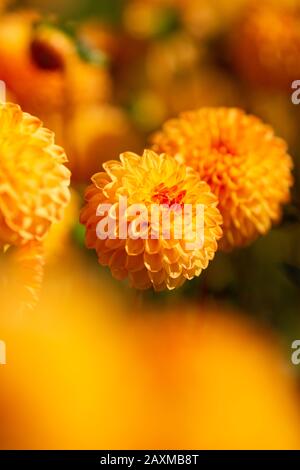 Dahlia, varietà Beatrice (Dahlia Beatrice), fioritura in Lisse, Olanda Foto Stock