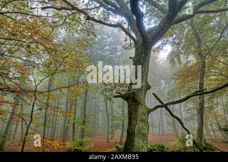 Autunno nella foresta di faggio vicino Freudenburg, Saargau regione, Renania-Palatinato, Germania Foto Stock