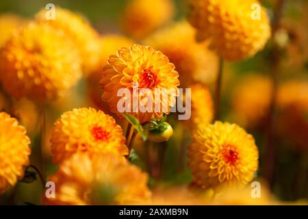 Dahlia, varietà Beatrice (Dahlia Beatrice), fioritura in Lisse, Olanda Foto Stock