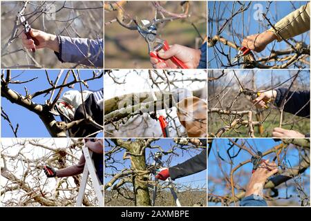 collage di dieci immagini varie di potare alberi di mele in un frutteto. Foto Stock