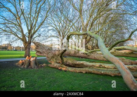Danni all'albero aereo di Londra su Jesus Green dalla tempesta Ciara. Gli alberi su Jesus Lock a Midsummer percorso comune sono stati lì dal 1913. Cambridge. REGNO UNITO. Foto Stock