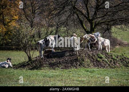 Vacche cercare ombra sotto tree Foto Stock