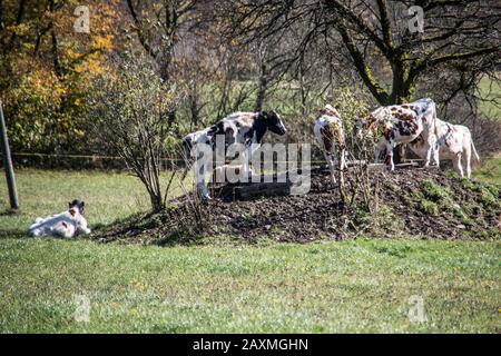 Vacche cercare ombra sotto tree Foto Stock