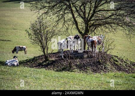 Vacche cercare ombra sotto tree Foto Stock