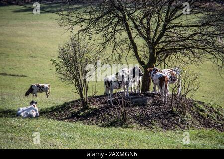 Vacche cercare ombra sotto tree Foto Stock