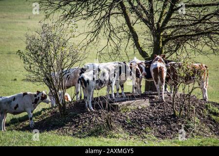 Vacche cercare ombra sotto tree Foto Stock