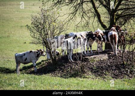 Vacche cercare ombra sotto tree Foto Stock