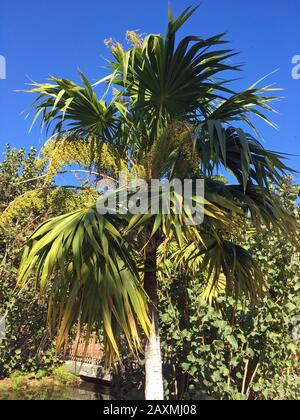 Bella palma tropicale nel parco in una giornata di sole Foto Stock