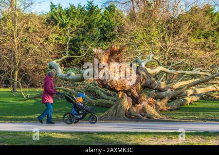 Danni all'albero aereo di Londra su Jesus Green dalla tempesta Ciara. Gli alberi su Jesus Lock a Midsummer percorso comune sono stati lì dal 1913. Cambridge. REGNO UNITO. Foto Stock