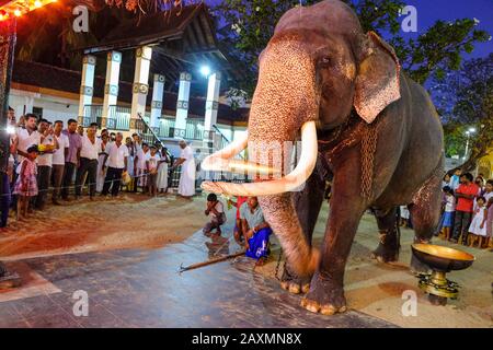 Kataragama, Sri Lanka - gennaio 2020: Un elefante che partecipa alle offerte dei pellegrini presso il santuario indù Maha Devale il 18 gennaio 2020 Foto Stock