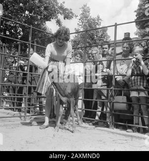 Raccolta / Archivio: Raccolta Foto Anefo Report / Series: A Flessegind Artis Data: 12 Luglio 1961 Nome Istituzione: Artis Foto Stock