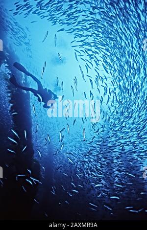 Un subacqueo (beck Hoen) e una scuola di mackrel nuotare tra kelp gigante (Macrocystis) vicino a San Nicholas Island, California (modello rilasciato) Foto Stock