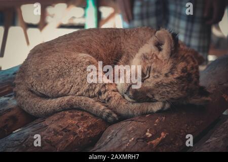 piccolo cucciolo che dorme su tavole di legno, filtro Foto Stock